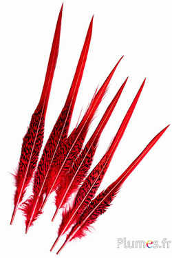 Goudfazant staart - 18-23 cm - rood
